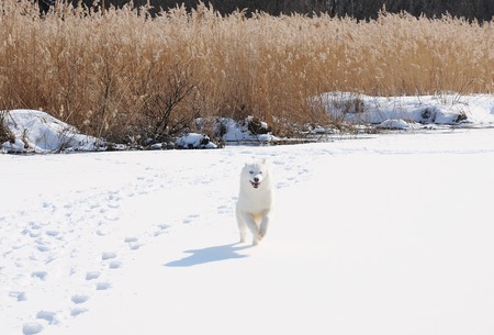 White dog Husky in Russian snowy landscape on a sunny day