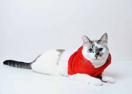 Cute blue-eyed cat in red Christmas hoodie jacket with fur lies on a white background. Free space, isolatedの写真素材