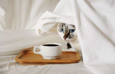 Morning awakening coffee in bed. A cute cat reaches for a cup of coffee.の写真素材