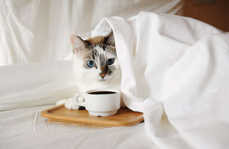Morning awakening coffee in bed. A cute cat reaches for a cup of coffee.