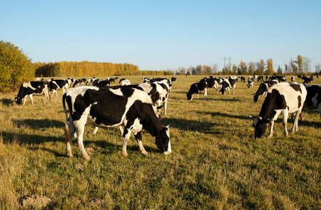 Cows herd on autumn meadow. Leftover fresh grass. Blue sky