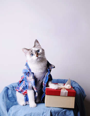 Cute fluffy blue eyed cat in a shirt with a gift box on white background. Free space for text or design elementsの写真素材