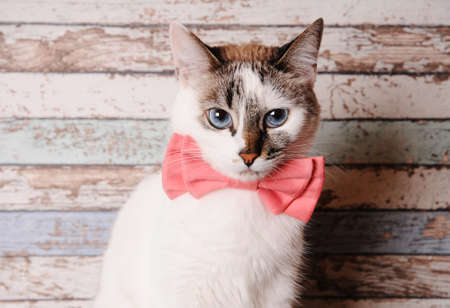 Cute white blue-eyed cat in pink bow tie on wooden background, close up portrait