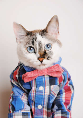Cute blue eyed cat dressed in checkered shirt and bow tie. Close-up portrait shotの写真素材