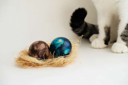 Easter eggs in coconut palm fiber nest with cat paws on white backgroundの写真素材