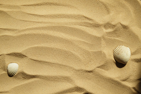 Seashells on a sandy beach. Summer background. Travel to sea countries, beach holidaysの写真素材