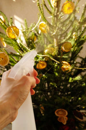 Spraying water on the tree from spray bottle, extending the life of Christmas tree at home, useful...