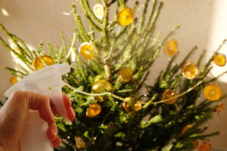 Spraying water on the tree from spray bottle, extending the life of Christmas tree at home, useful...