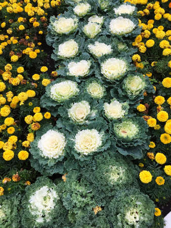 Decorative urban street park landscape flowerbed of cabbage-like plants and yellow flowersの写真素材