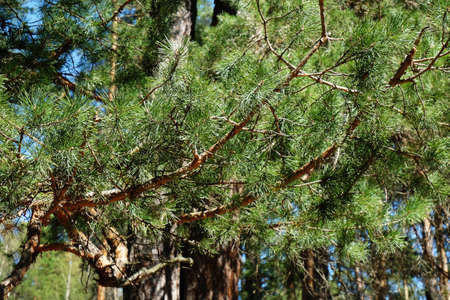 Coniferous pine branches close-up on the blue sky on a clear summer day.の写真素材