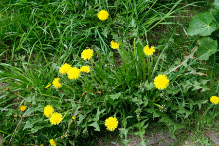 Yellow dandelions next to the flowering asphalt in the city. summer background. green grass.の写真素材