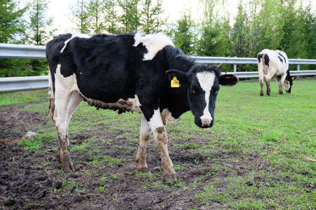 A herd of farm cows graze on a fenced pasture in spring in Russia. Close up of a young ear tag cow. green grassの写真素材