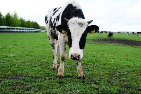 A herd of farm cows graze on a fenced pasture in spring in Russia. Close up of a young ear tag cow....