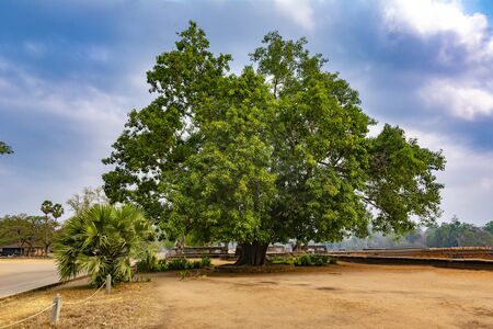 Large and beautiful old tree on the territory of the Buddhist temple complex Angkor Wat.の写真素材