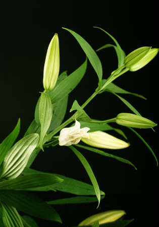 Still life. Large branch of lily with flower buds and lime on a dark background with reflectionの写真素材