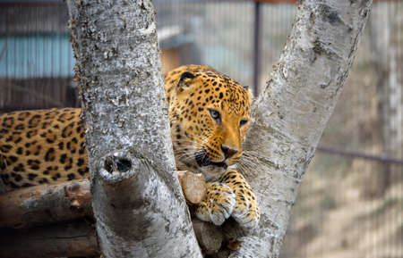 Wildcat - Far Eastern leopard in its place high on a treeの写真素材