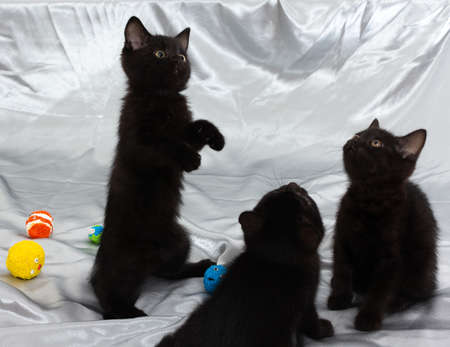 black bombay kitten cat with ball stay straightの写真素材