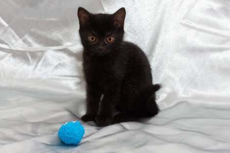black bombay kitten cat with ball cuteの写真素材