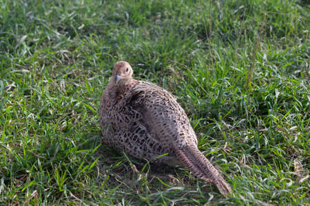 Cows on a farm producing milk in a meadowの写真素材