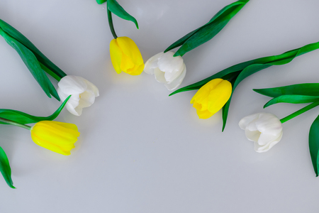 tulips white and yellow in combinationsの写真素材