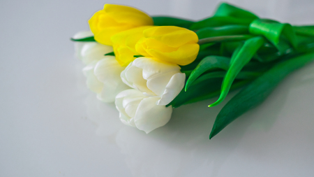 tulips white and yellow in combinationsの写真素材