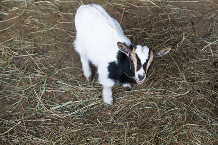 white goats in the enclosureの写真素材