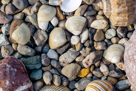 beach with pebbles and old seashellsの写真素材