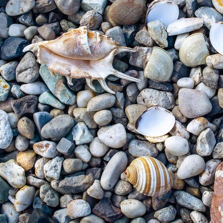beach with pebbles and old seashellsの写真素材