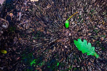 acorns and oak leaves on the old stump in the summer parkの写真素材