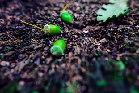 acorns and oak leaves on the old stump in the summer parkの写真素材