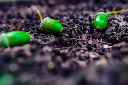 acorns and oak leaves on the old stump in the summer parkの写真素材