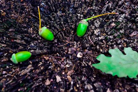 acorns and oak leaves on the old stump in the summer parkの写真素材