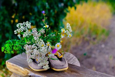 bouquet of wild flowers with a predominance of chamomile in shoes