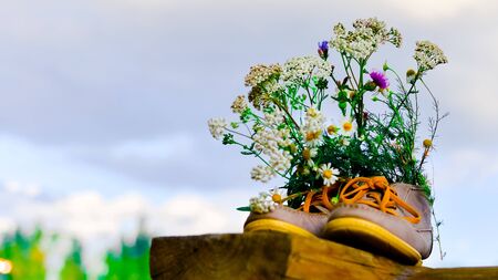 bouquet of wild flowers with a predominance of chamomile in shoes