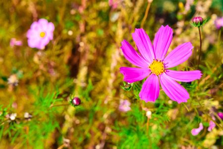 lonely flower garden chamomile on a background of grass on a clear Sunny dayの写真素材