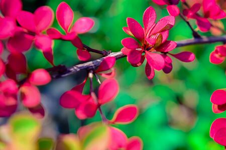 autumn flowers on a clear Sunny day in a Park or gardenの写真素材