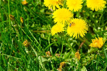 nature in spring on a clear sunny dayの写真素材