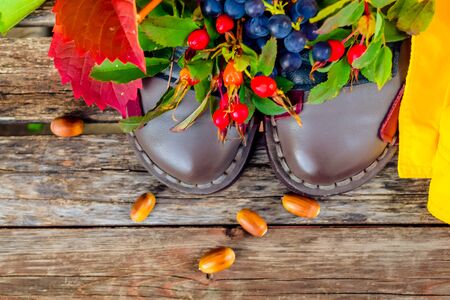 still life of plants in autumn-oak, rose hips, grapes, leavesの写真素材