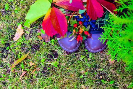 still life of plants in autumn-oak, rose hips, grapes, leavesの写真素材
