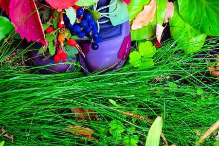 still life of plants in autumn-oak, rose hips, grapes, leavesの写真素材