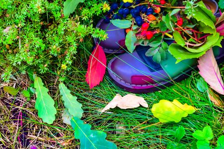 still life of plants in autumn-oak, rose hips, grapes, leavesの写真素材