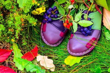 still life of plants in autumn-oak, rose hips, grapes, leavesの写真素材