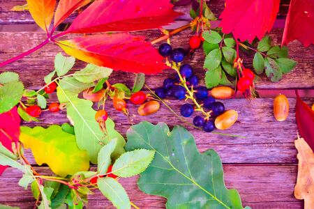 still life of plants in autumn-oak, rose hips, grapes, leavesの写真素材