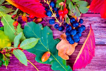 still life of plants in autumn-oak, rose hips, grapes, leavesの写真素材