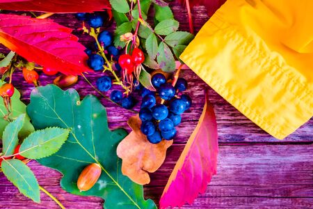 still life of plants in autumn-oak, rose hips, grapes, leavesの写真素材
