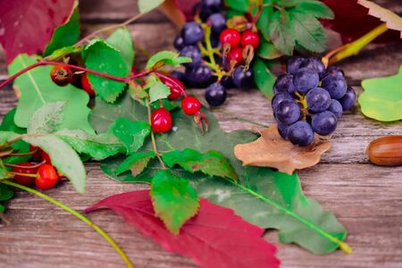 still life of plants in autumn-oak, rose hips, grapes, leavesの写真素材