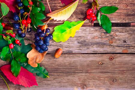 still life of plants in autumn-oak, rose hips, grapes, leavesの写真素材