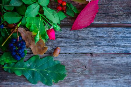 still life of plants in autumn-oak, rose hips, grapes, leavesの写真素材