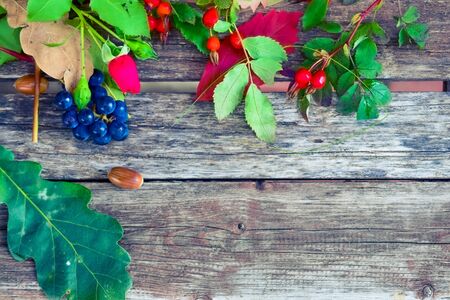 still life of plants in autumn-oak, rose hips, grapes, leavesの写真素材