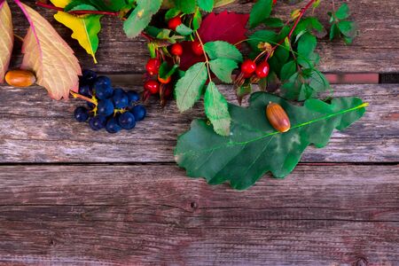 still life of plants in autumn-oak, rose hips, grapes, leavesの写真素材
